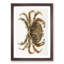 Rock Crab by J.E. De Kay - Picture Frame Painting Print-55618313-55618317