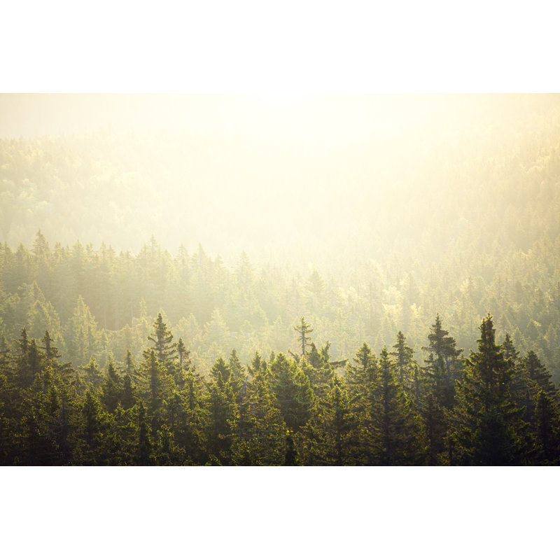 Forêt de pins au lever du soleil par Borchee, H 12 po x l 18 po
