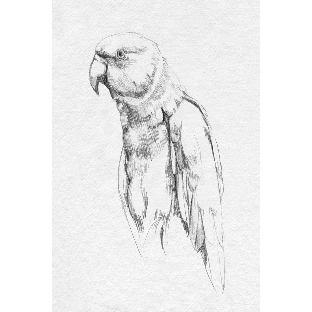 Parrot Portrait I - Print