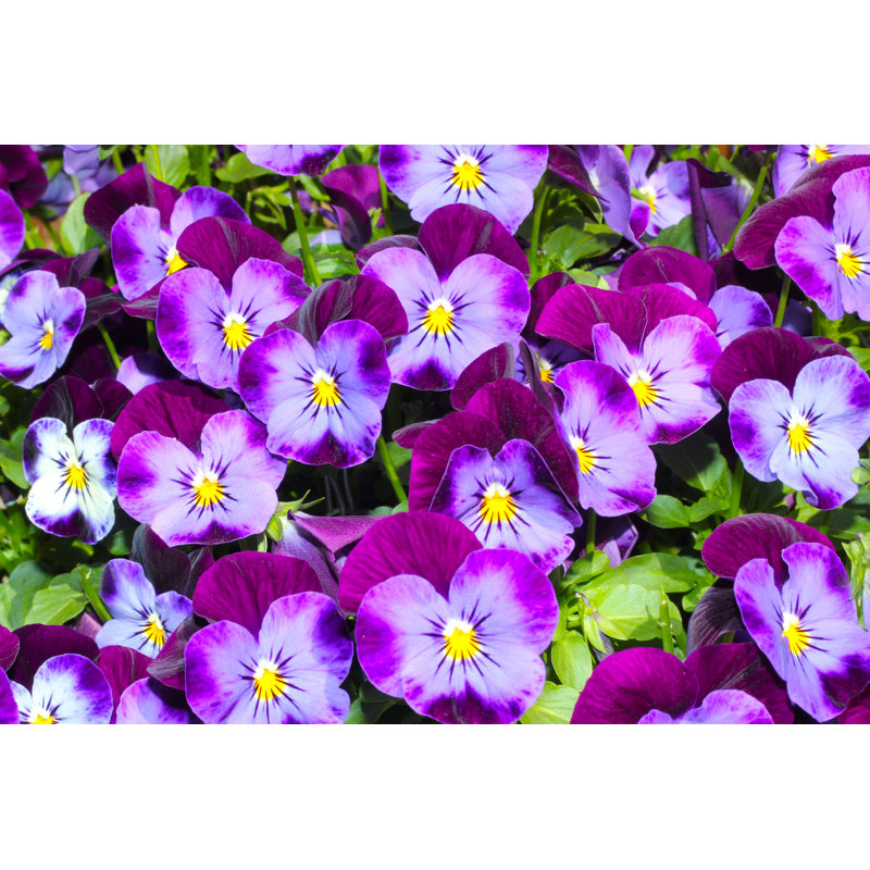" Purple Pansies " by Purpleraven, 24" H x 36" W x 1.25" D