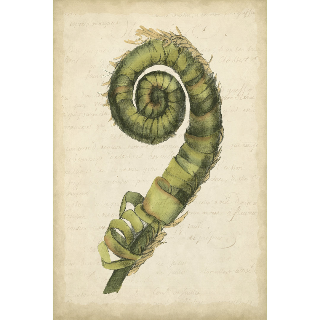 Leinwandbild Small Fiddlehead Ferns II (U) von Jennifer Goldberger