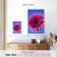 Rose Harnek Gerbera Daisy I-108385430