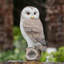 Figurines de collection Owl