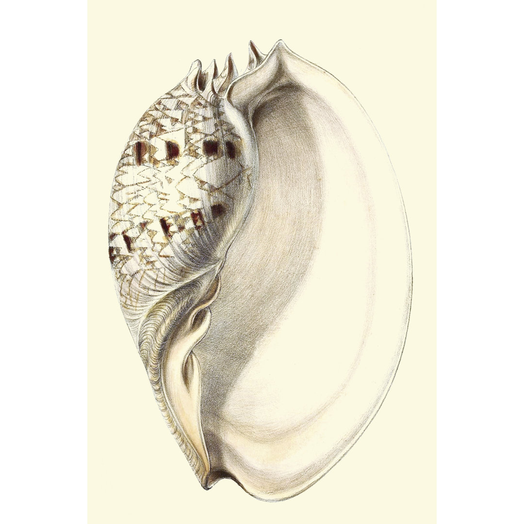 Leinwandbild Splendid Shells I