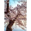Cherry Blossom Dream Print by Scott Wurzel-65809980-65809981