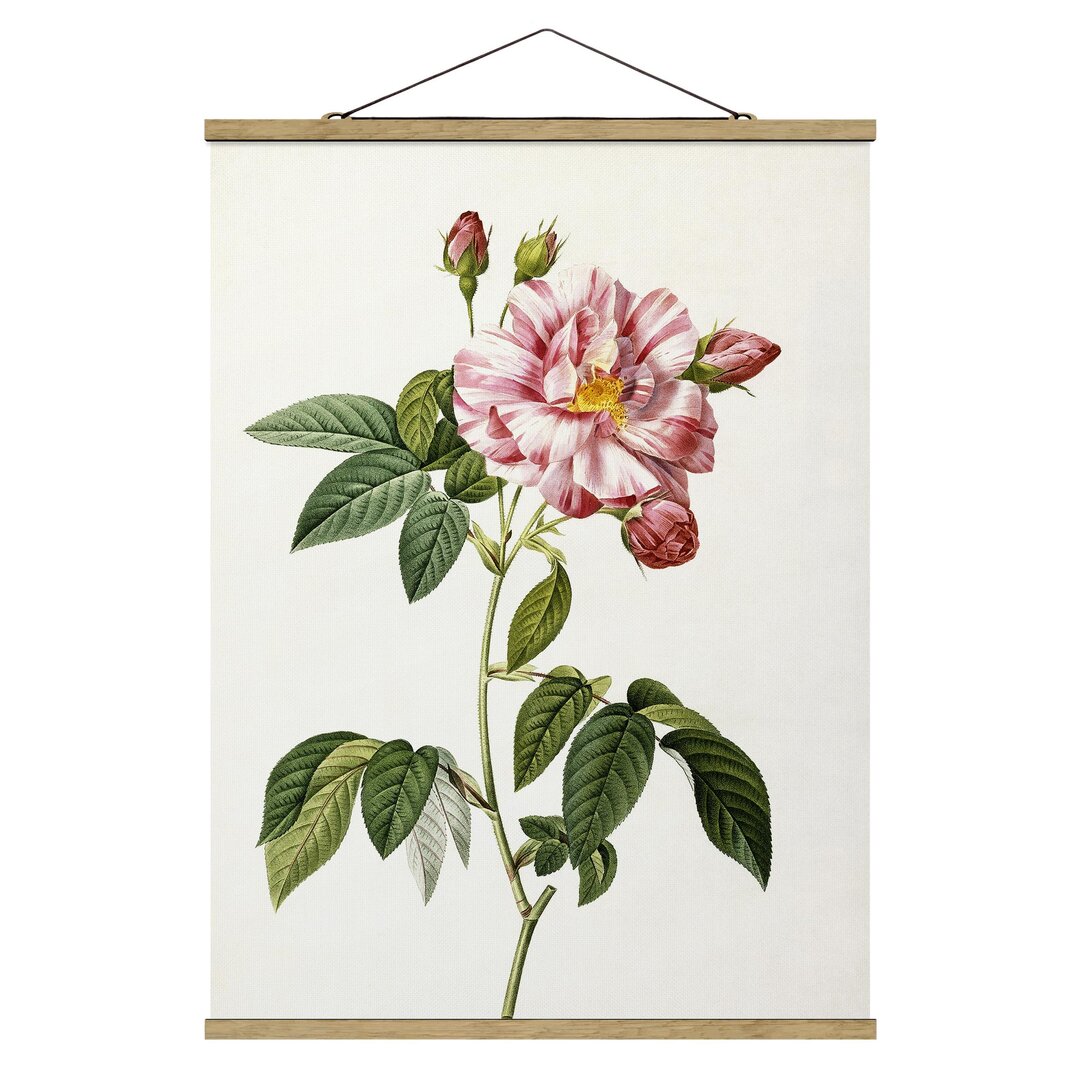 Grafikdruck Rosa Gallica Rose von Pierre Joseph Redoute