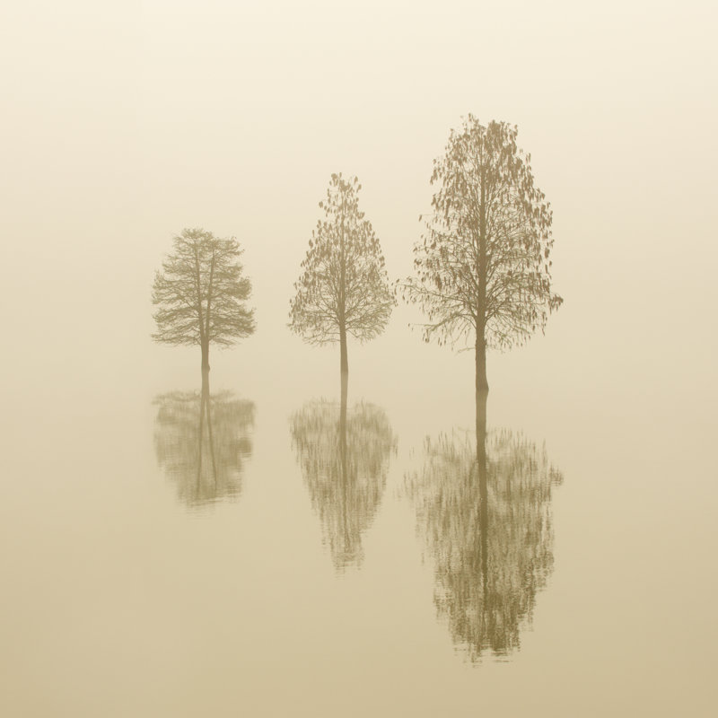 Morning Fog by Sandsun - Wrapped Canvas Print, 91cm H x 91cm W