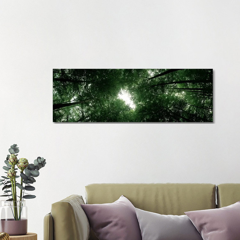 Low Angle View Of Beech Trees, Baden-Wurttemberg, Germany - Wrapped Canvas Panoramic Print