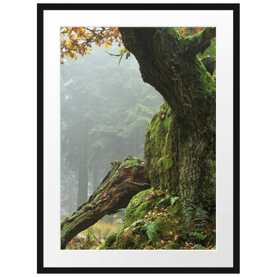 Gerahmtes Poster Dicker Baum im Wald im Moos