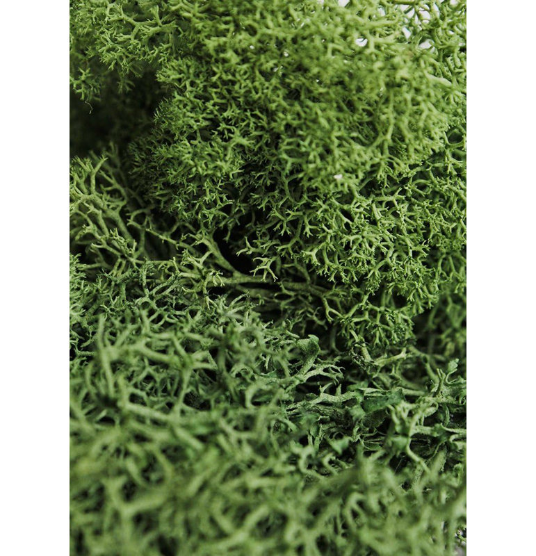 SuperMoss Preserved Reindeer Moss, Forest Green, 2oz