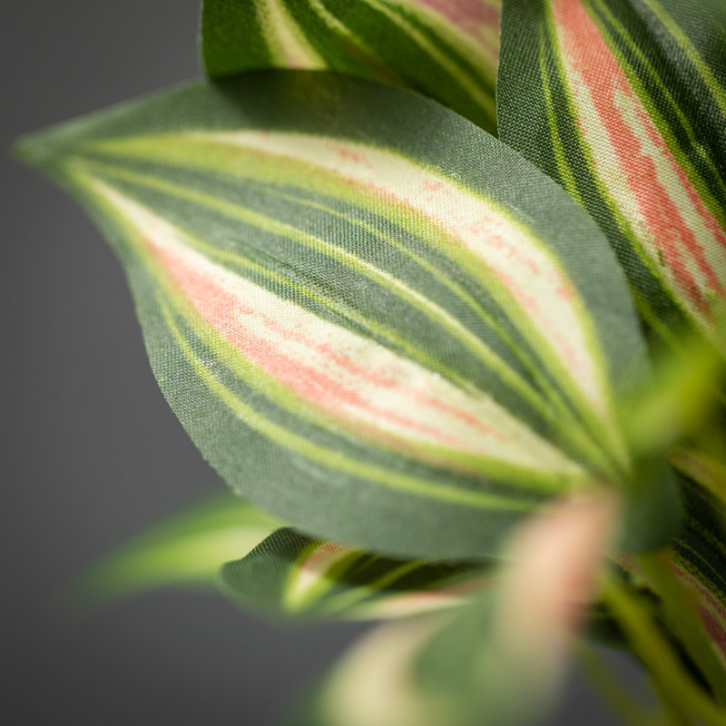 Tiges de plantes Ozzie