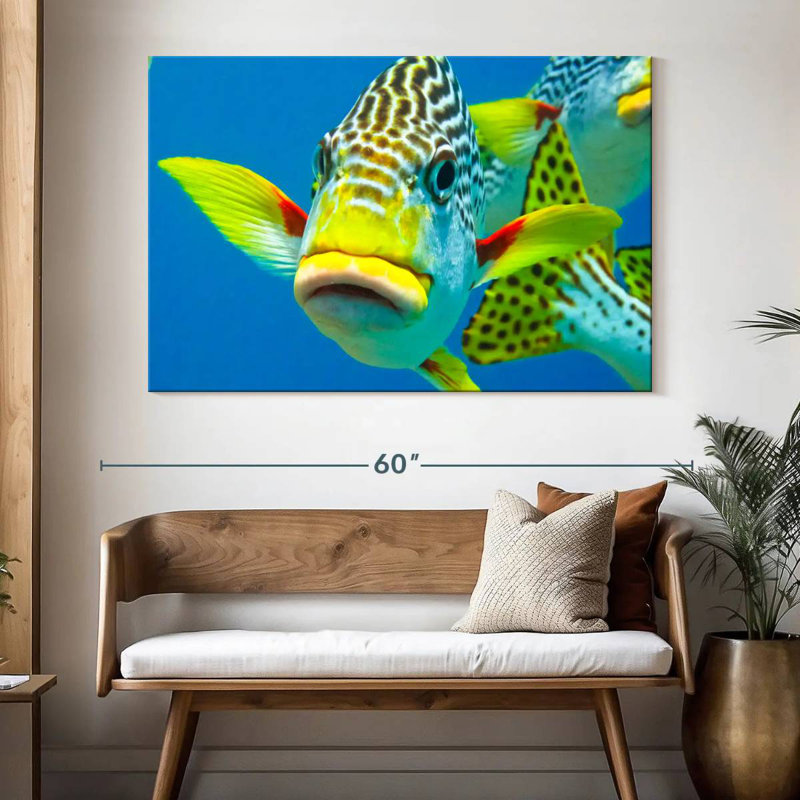 Gros plan sur les Braml Sweetlips