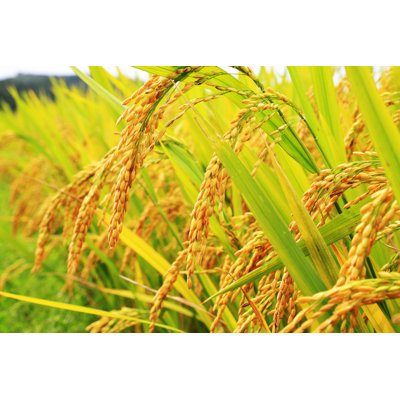 Golden Rice Plant - Wrapped Canvas Print