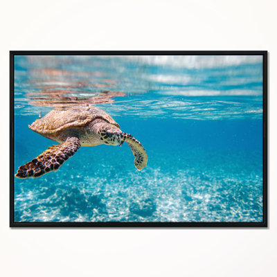 Landscape Large Hawksbill Sea Turtle Canvas Photograph - Hawksbill Sea Turtle