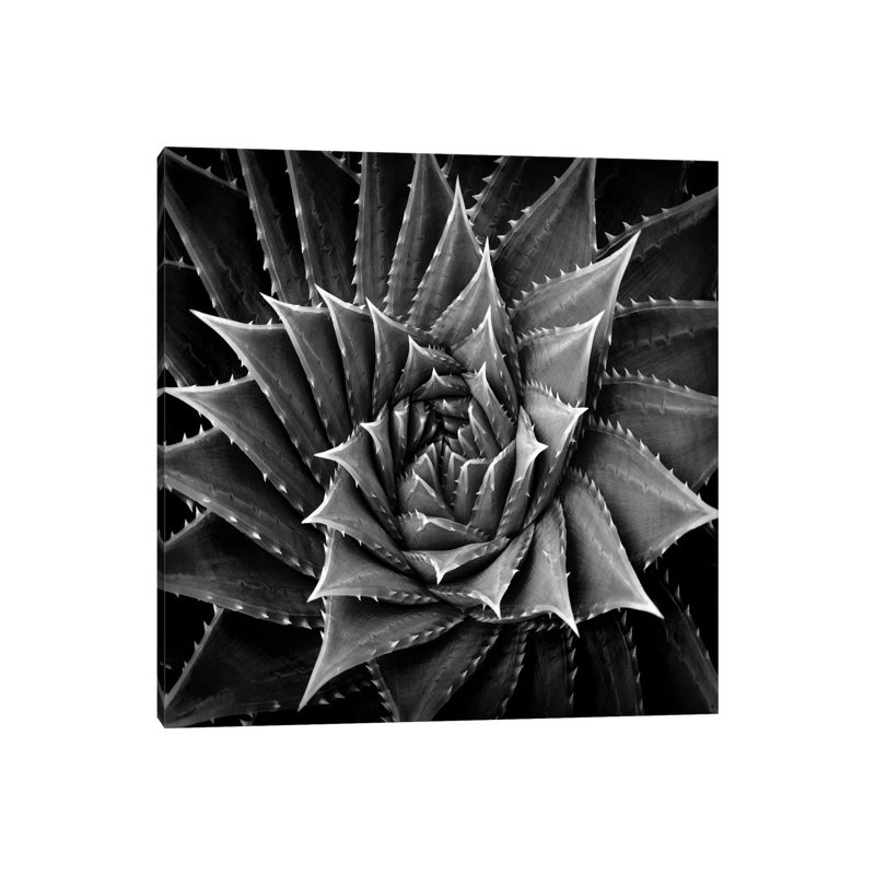 Succulent I by Mia Jensen - Wrapped Canvas Print, 93.98 cm H x 93.98 cm W x 1.91 cm D