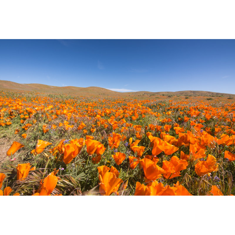 Blooming Poppies by Bradleyhebdon - No Frame Art Prints on Canvas, 61cm H x 91cm W