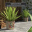 Jardinières en pot
