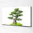 Bonsai Tree - Wrapped Canvas Print
