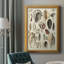 " Seashell Display "-2116054320
