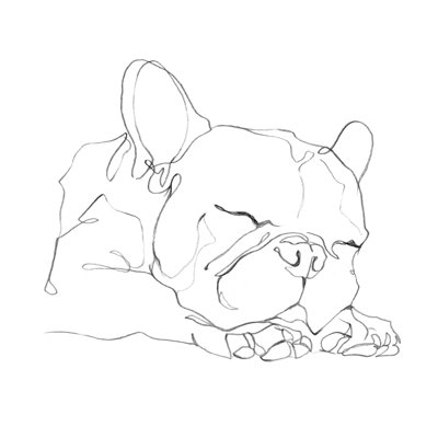 Bouledogue français Contour II