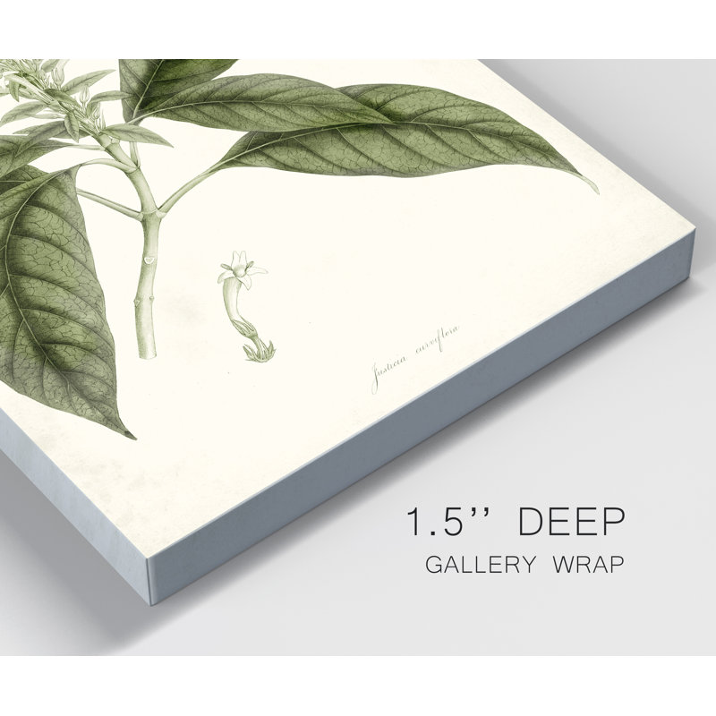 « Sage Botanical II », reproduction d’art sur toile tendue, H 12 po x l 8 po x P 1 po