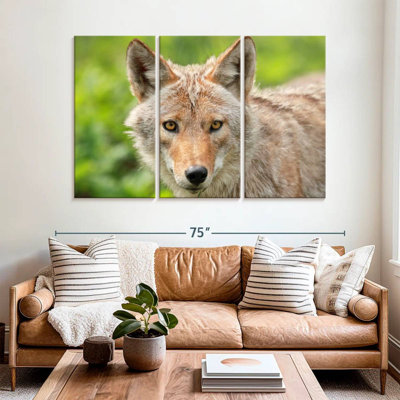 Face Of Coyote