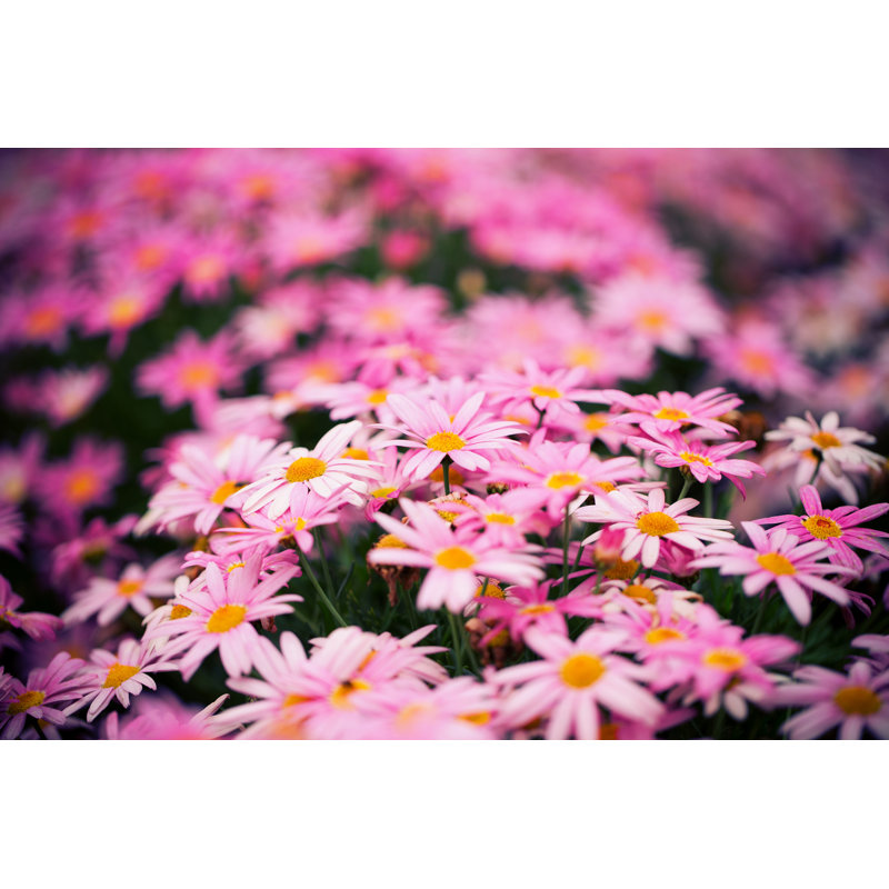 Gros plan sur fond de marguerite rose au printemps par Hudiemm, H 24 po x l 36 po
