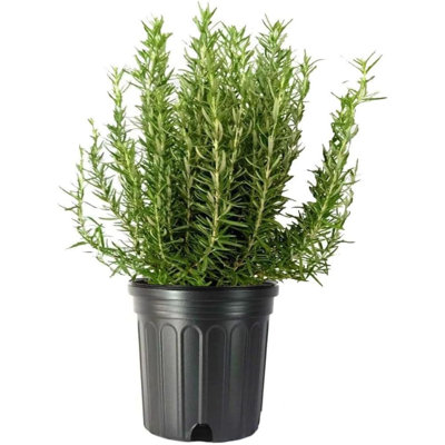 Flowering American Plant Exchange Rosemary Tuscan Blue, 10-Inch Pot, Aeromatic Cooking Spice for Home and Garden, Live Fragrant Houseplant