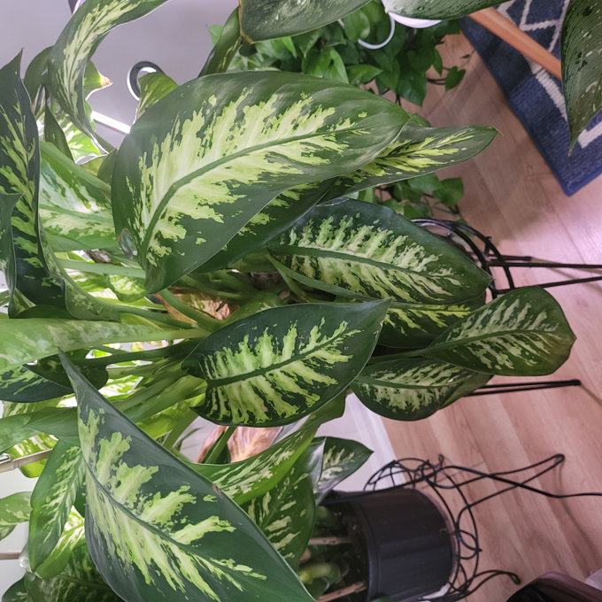 Costa Farms Indoor Dieffenbachia House Plant in 10-inch Grow Pot & Reviews  | AllModern