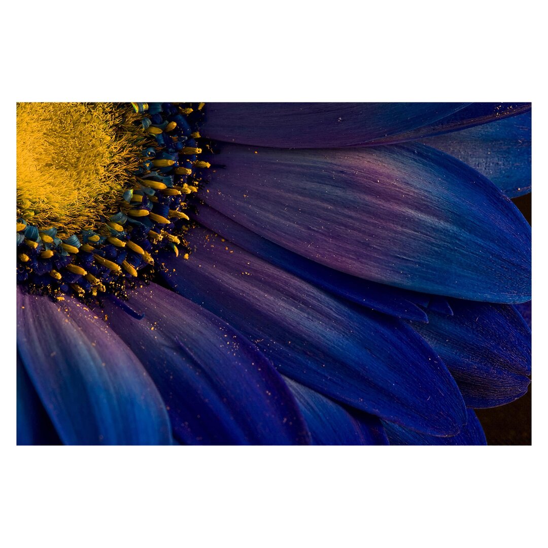 Matt Fototapete Blaue Gerberablüte 2,9 m x 432 cm