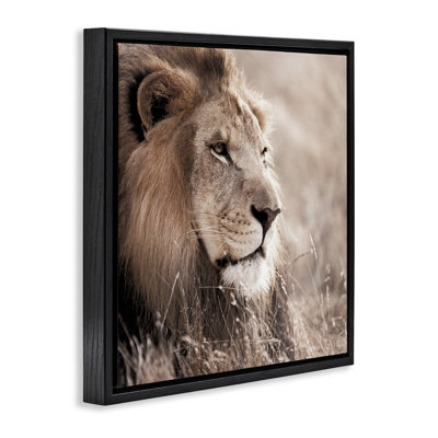«Strong Gazing Lion», art mural sur toile par Danita Delimont