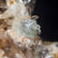 Creedite avec Fluorite. Navidad Mine, Mexique.