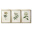 Antique Turpin Botanical VII - reproduction sur mesure encadrée de qualité supérieure - 3 pièces