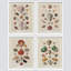 «Old-World Shell Collection», impression thématique maritime encadrée sur papier, 4 pièces-97782605-97782603