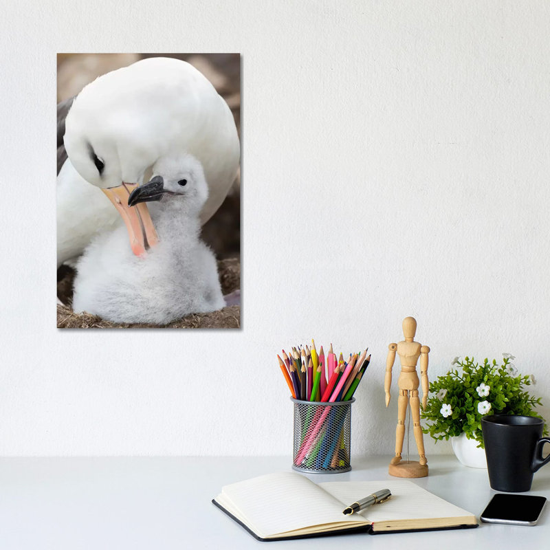 Adult And Chick On Tower-Shaped Nest. Black-Browed Albatross, Falkland Islands. by Martin Zwick - Wrapped Canvas Print