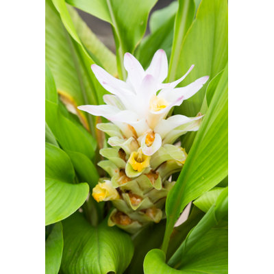 " Turmeric Flower "