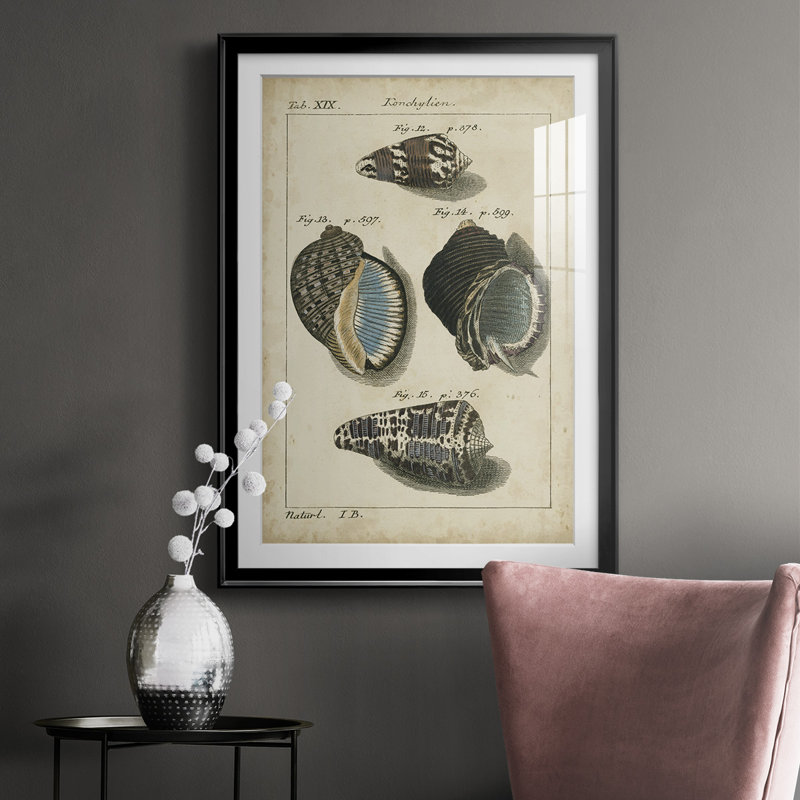 Étude de coquillage rétro III - impression d'un cadre photo sur papier, Noir, H 36,5 po x l 26,5 po x P 1 po