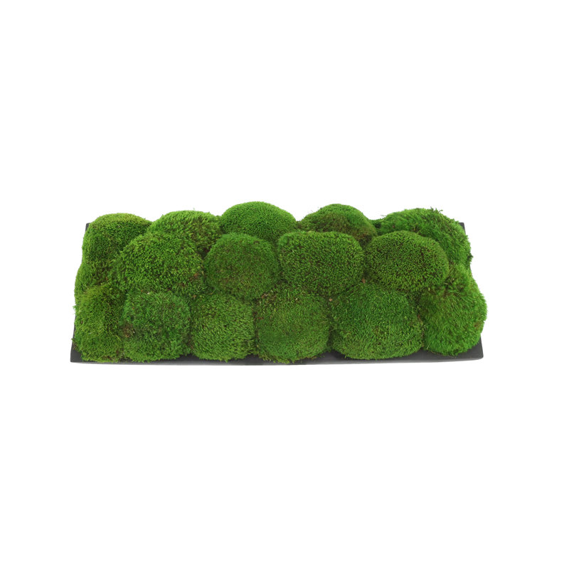 Moss Preserved in Oblong Planter, 9" H x 25" W x 10.5" D