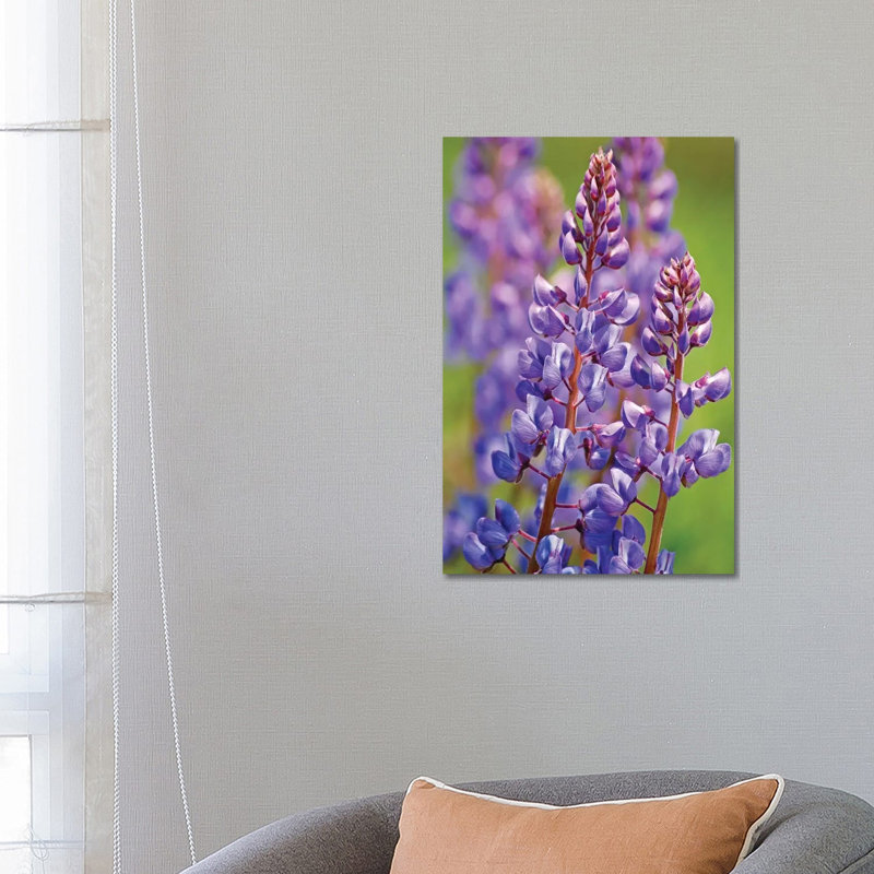 Prairie Lupine by Brian Wolf - Wrapped Canvas Print