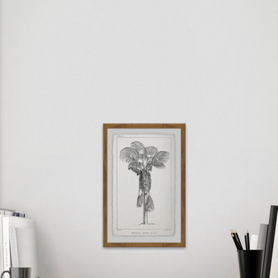 Palm Livistona - Single Picture Frame Print
