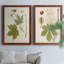 Toile antique encadrée VIIP-235527568-235527572