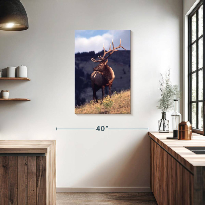 Wapiti de Brampt dans le Montana, H 36 po x l 24 po