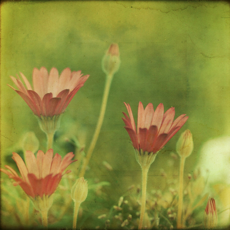 Dream In Pink IX by Jennifer Jorgensen - Wrapped Canvas Print, 91cm H x 91cm W