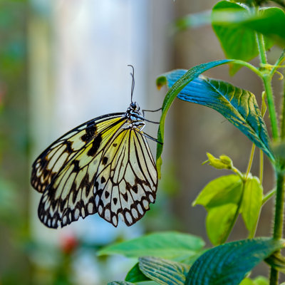 Papillon dans un jardin botanique