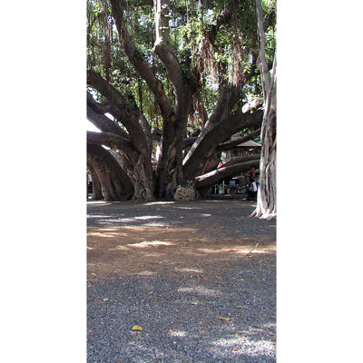 Banyan 1000 Year Hawaii 36 "carton debout