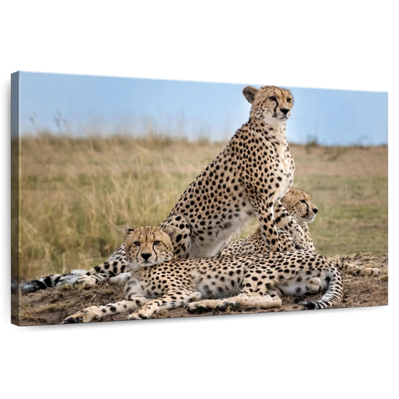Brampt Wild Cat Coalition, 34" H x 51" W