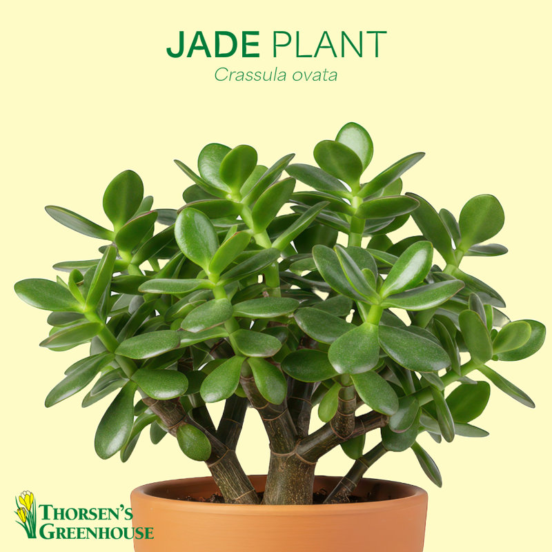 Live Jade Plant