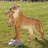Animals Weather Resistant UV Resistant Polyresin Garden Statue
