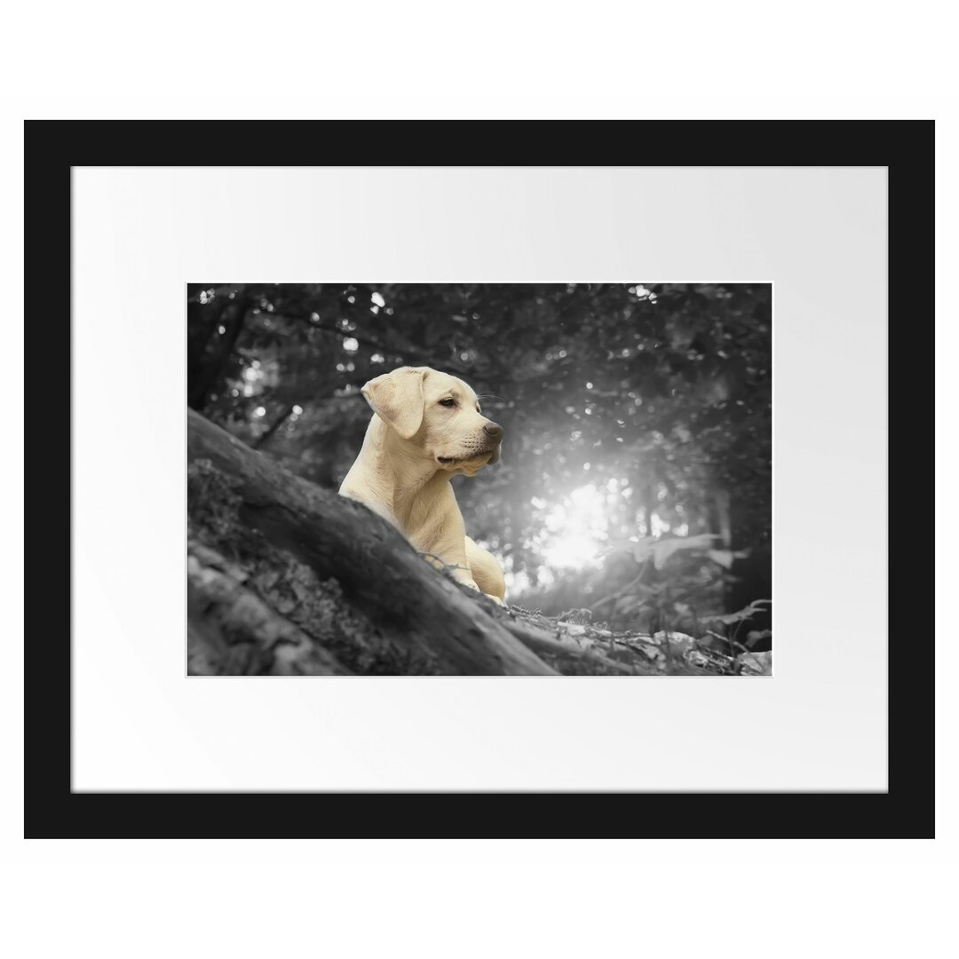 Gerahmtes Poster Labrador Welpe im Wald