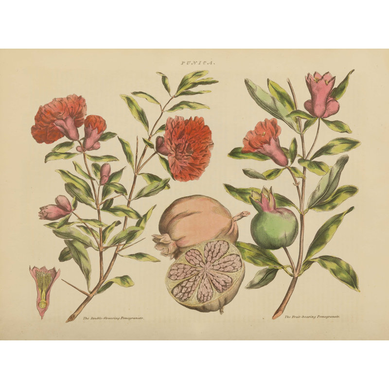 Herbal Botanical III - reproduction sur toile, H 24 po x l 32 po